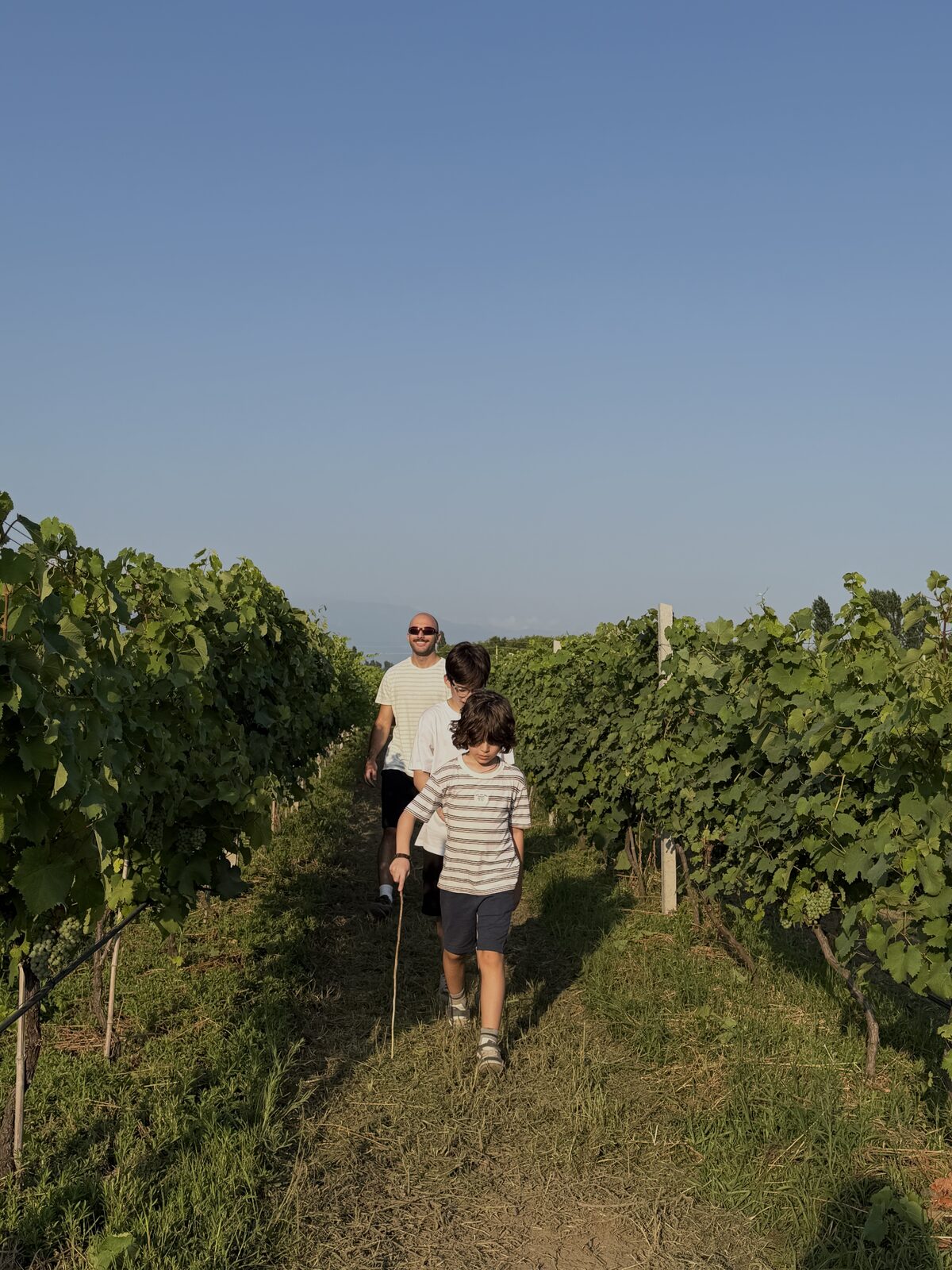 A father and his two sons walking up the vineyard row on a summer evening