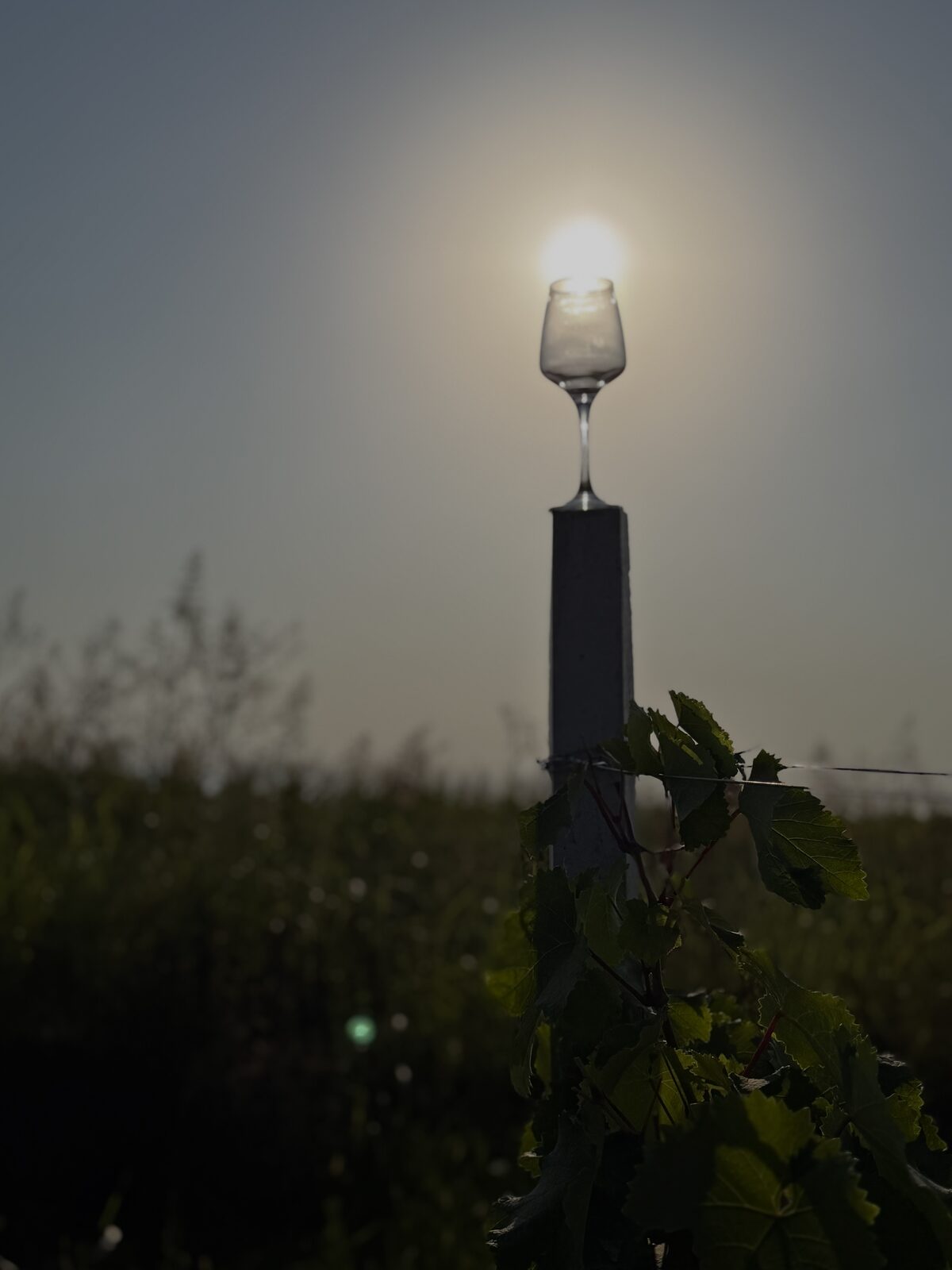 A glass of wine resting on a vine post as the sun goes down