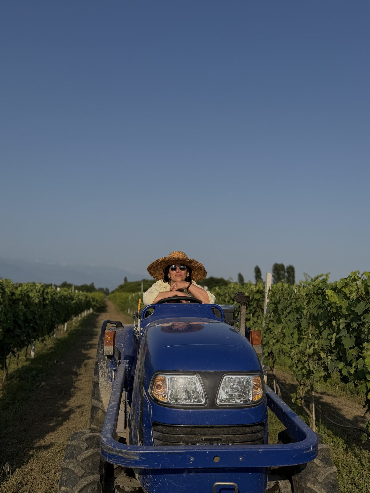 Our mother on the blue tractor, between the vineyard rows