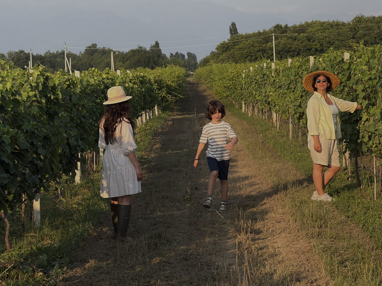 The family walking together up a vineyard row in the evening light